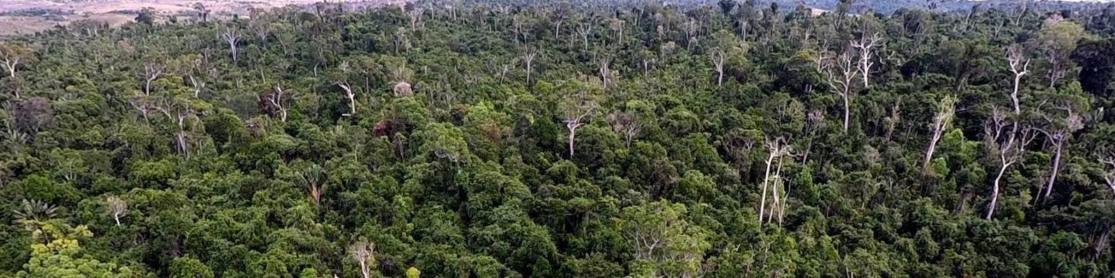 Manombo Forest