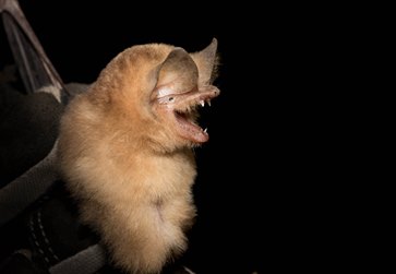 Cuban funnel eared bat